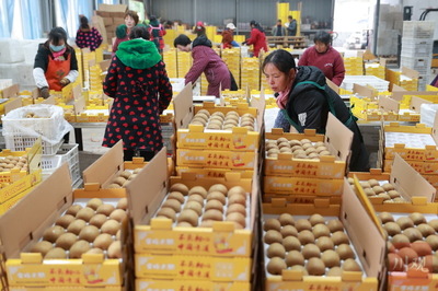 電商助力雅安名山獼猴桃銷售，農副產品迎來新機遇